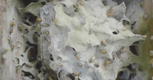 Scatola di legno con un alveare dentro con alcune api nelle vicinanze - Filmati, video