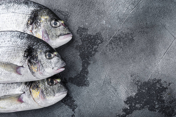 Raw three head sea bream or Gilt head bream dorada fish on grey textured background, top view with space for text - Photo, Image