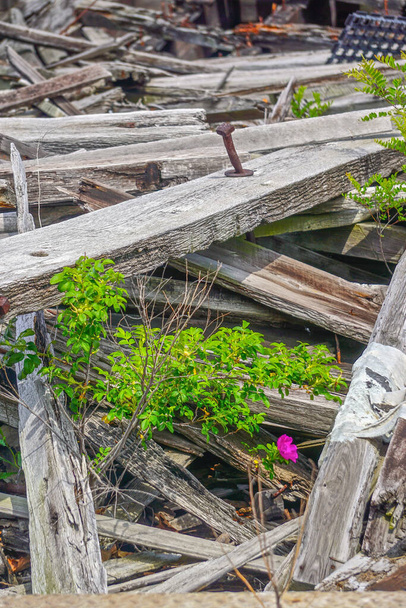 Ein Strauch mit einer magentafarbenen Blume, die aus einem Haufen grober Holzbretter wächst, der einst eine Seebrücke war. - Foto, Bild