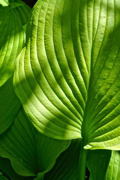 Close-up van heldergroene hostabladeren, ook bekend als Funkia, weegbree lelies, of Giboshi. - Foto, afbeelding