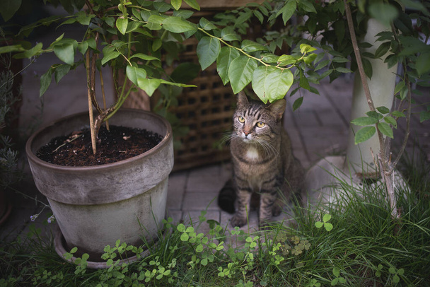 Terastaki bitkilerin arasında tekir kedi - Fotoğraf, Görsel