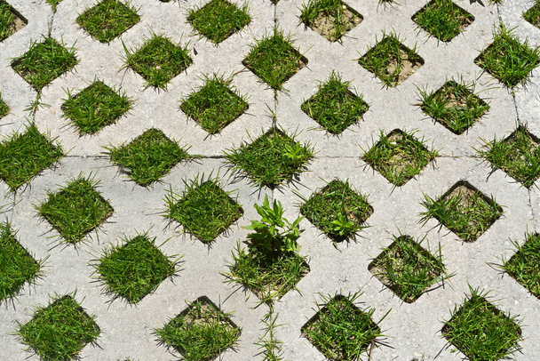 都市の庭のコンクリートのチェックボードパターンを介して成長する草. - 写真・画像
