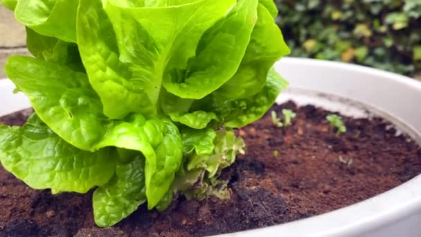 Kop van groene sla groeit in tuinpot - Video