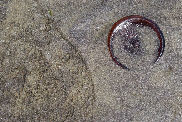 Brooklyn, Nueva York: Parte inferior de una botella de vidrio desechada en la arena de Bottle Beach, la orilla occidental de Dead Horse Bay
. - Foto, imagen