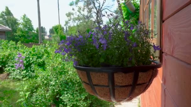 Images de pot de fleurs suspendu avec des fleurs violettes - Séquence, vidéo