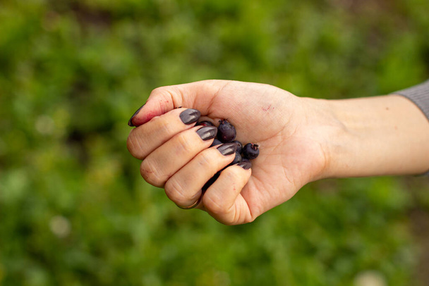 Kék bogyó Jurga egy nő kezében. Gyümölcsbetakarítás. - Fotó, kép