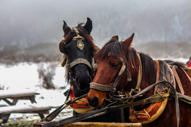 2 vriendelijke paarden in een besneeuwde omgeving - Foto, afbeelding