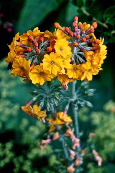 Κίτρινο Candelabra Primrose (Primula bulleyana) λουλούδια σχηματίζουν ένα σχήμα pinwheel. - Φωτογραφία, εικόνα