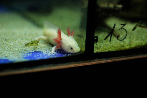 axolotl in the fish tank - Photo, Image