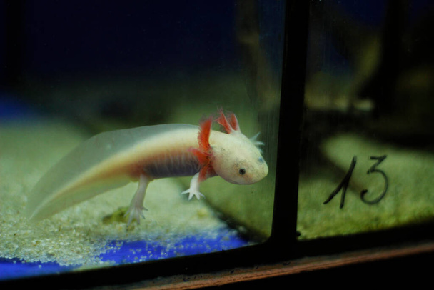 axolotl nel serbatoio del pesce - Foto, immagini