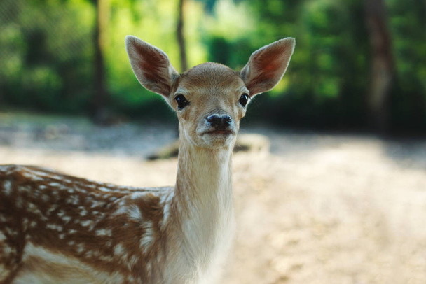 Doğadaki geyik - Fotoğraf, Görsel
