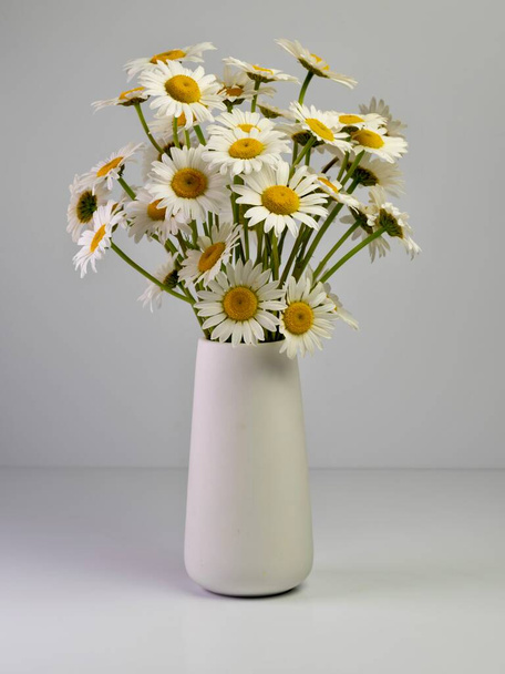 Valkoinen keraaminen maljakko täynnä tuoretta leikattu päivänkakkara kukkia kaikki valkoinen tausta. Luonto tuodaan sisälle asetelma valokuvaus kuva. - Valokuva, kuva