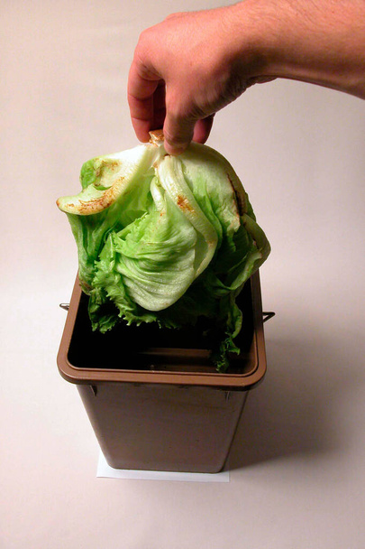 Verduras en mal estado, tirar la lechuga en un cubo de basura biodegradable marrón
 - Foto, imagen