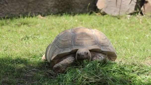Zbliżenie połknięcia pokarmu przez afrykańskiego żółwia pobudzonego. Centrochelys sulcata stara się zorganizować jak najwięcej trawy, jak to możliwe w jak najkrótszym czasie. Wegetariańskie. Zdrowy styl życia. Żółw siarczanowy są roślinożerne - Materiał filmowy, wideo