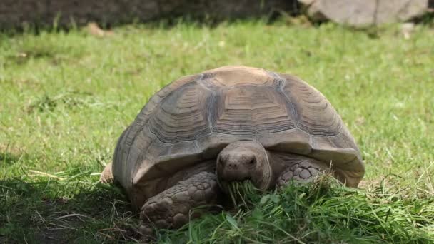 Zbliżenie połknięcia pokarmu przez afrykańskiego żółwia pobudzonego. Centrochelys sulcata stara się zorganizować jak najwięcej trawy, jak to możliwe w jak najkrótszym czasie. Wegetariańskie. Zdrowy styl życia. Żółw siarczanowy są roślinożerne - Materiał filmowy, wideo