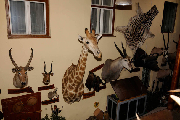 trofeos de caza mayor en la pared dentro de una casa
 - Foto, imagen