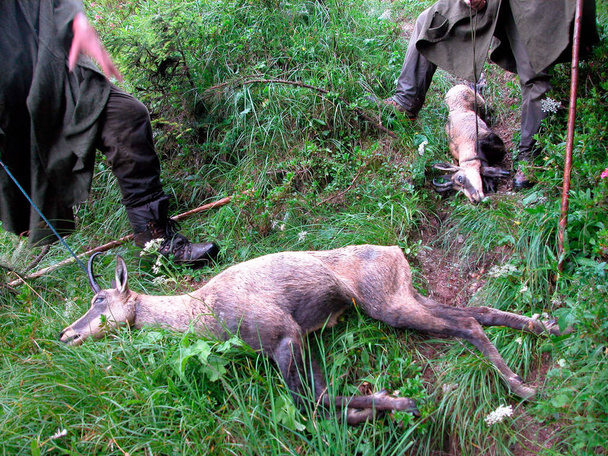 cazador de pie junto a tiro gamuza en un prado verde
 - Foto, imagen