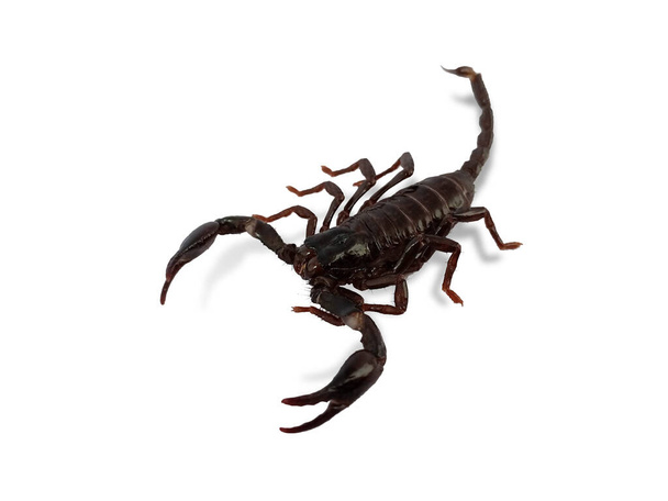 jeden černý škorpión izolované na bílém pozadí. - Fotografie, Obrázek