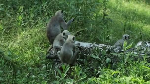 Northern plains gray langur cubs jump on the branches that lie on the ground and try to find the best leaf to eat, the parents only watch this madnes. Semnopithecus entellus - Footage, Video