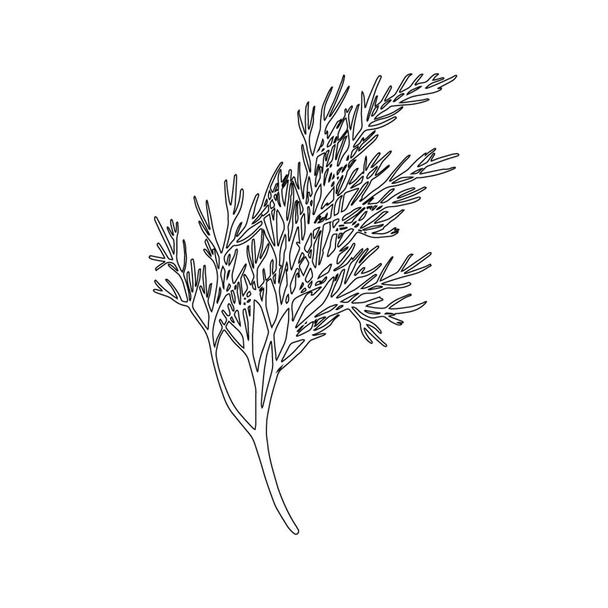 Fresh fennel branch isolated on white background. Dill bunch. Vector illustration - Vektori, kuva