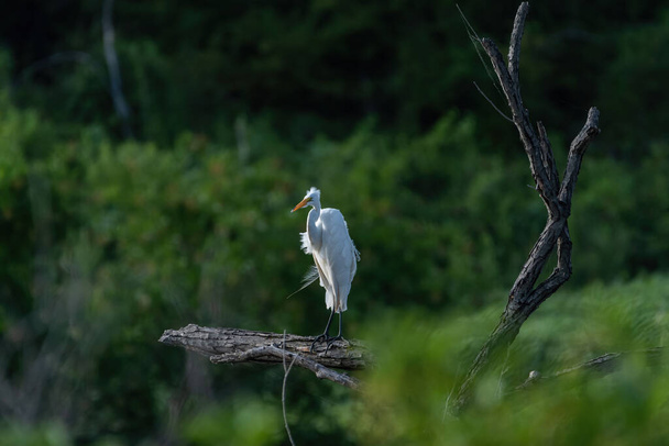 Velký Bílý Egret stojí na chvástání, jak vítr fouká peří způsobuje, že se nadouvají a vrhají na ptáka zmatený pohled. - Fotografie, Obrázek