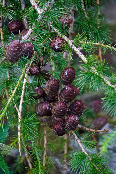 Скопления мелких, блестящих темно-коричневых шишек на ветвях вечнозеленого дерева. - Фото, изображение