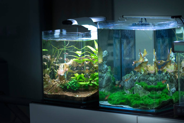 Słodkowodne małe sadzone akwarium  - Zdjęcie, obraz