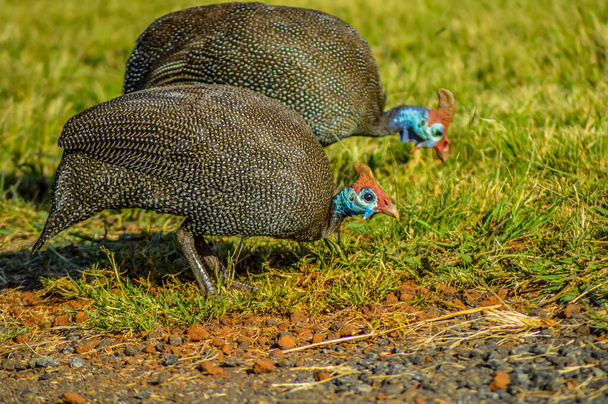 Miğferli Gine tavukları veya Numididae Güney Afrika 'da bir doğa koruma alanında beslenirler. - Fotoğraf, Görsel