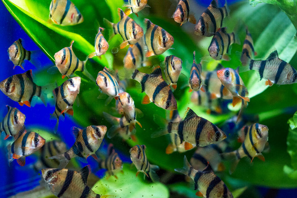 Peixes de aquário de água doce, farpa de tigre de Sumatra e Bornéu (Puntius tetrazona
) - Foto, Imagem