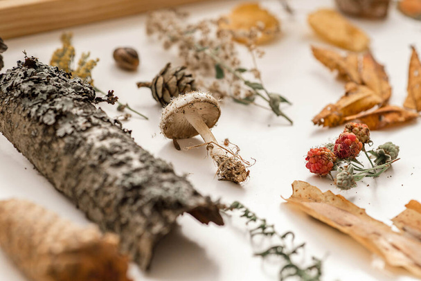 Őszi kompozíció. Őszi levelekből, fenyőtobozokból, gombából, fakéregből, csigából, málnából és textúrált növényekből készült minta. Részletes fotó őszi erdei elemekről. Gyönyörű ősz Fehéroroszországban. - Fotó, kép