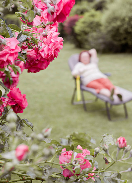 庭の美しいピンクのバラ - 写真・画像