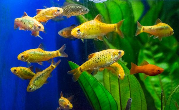 Süßwasser-Aquarienfische, Barben aus Sumatra, Borneo und mehr, (Puntius sp.) - Foto, Bild