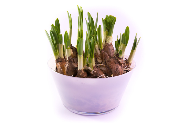 glass vase with fresh daffodil bulbs - Photo, image