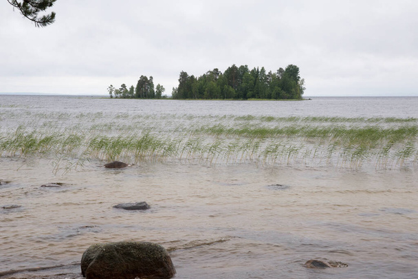 Orilla arenosa del lago cerca del bosque en Karelia
 - Foto, Imagen