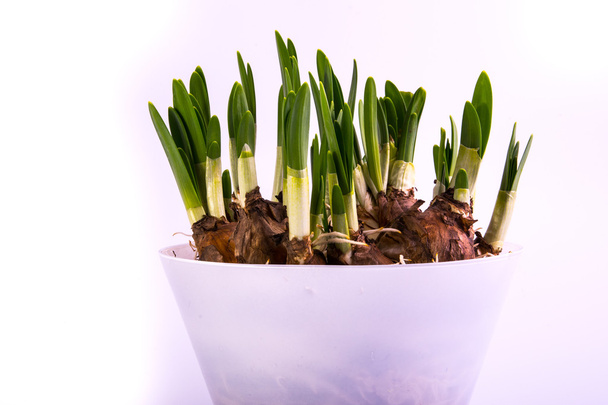 γυάλινο βάζο με φρέσκο daffodil οι βολβοί - Φωτογραφία, εικόνα