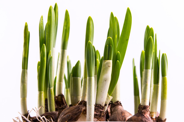 close up daffodil bulbs - Foto, imagen