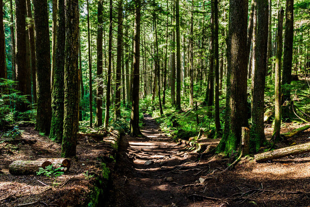 Footpath hiking trail in summer forest park british columbia canada. - Fotó, kép