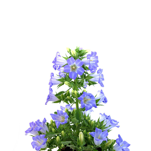 Blooming bluebells, campanula, isolated against white background - Photo, Image