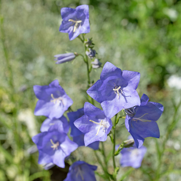 Bluebells florescendo, campanula, em um close-up
 - Foto, Imagem