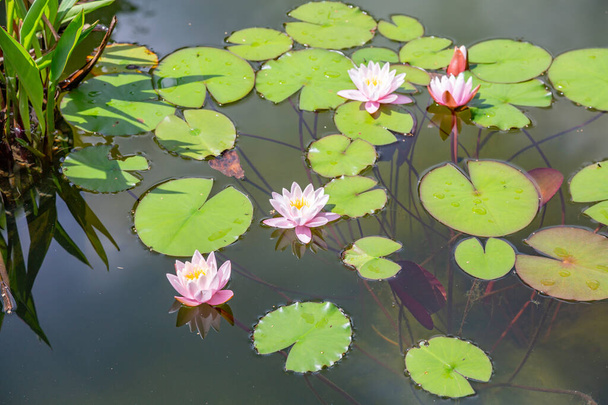 Świeże jasne płatki pączka lilii wodnej w momencie wczesnego kwitnienia - Zdjęcie, obraz