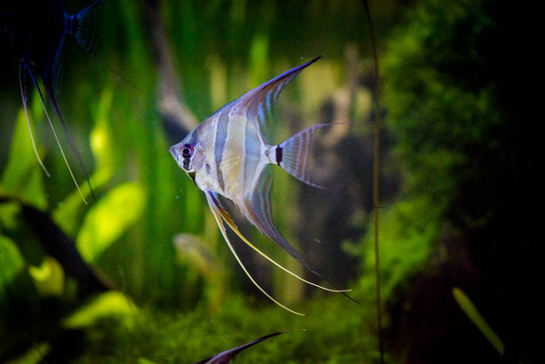 Freshwater aquarium fish, Angelfish from Amazon river, pterophyllum scallare (altum) - Photo, Image