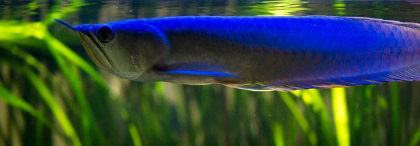 Прісноводні акваріумні риби, Thesilver arovana (Osteoglossum biirrhosum)
) - Фото, зображення