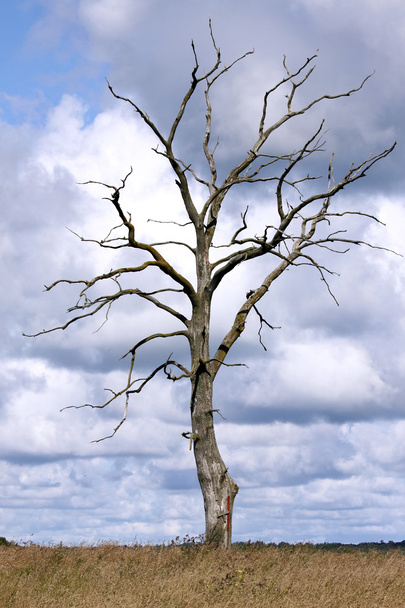 Dead tree - Foto, Bild