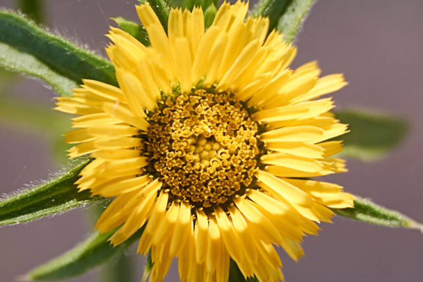 Parties d'une fleur jaune, pistil, antenne, pétales, gros plan, macro photographie - Photo, image