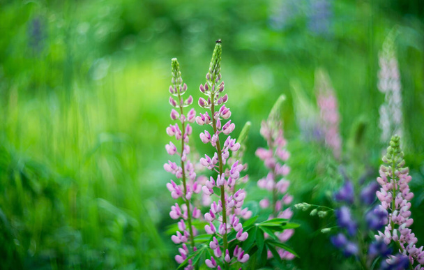 Люпины цветут, зеленый фон природы
 - Фото, изображение