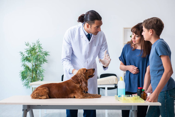 Eläinlääkäri tutkii kultainen noutaja koira klinikalla
 - Valokuva, kuva