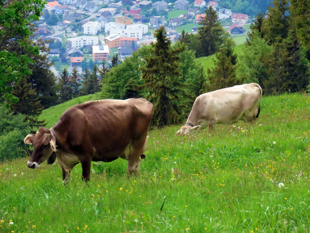 Корови на луках і пасовищах на схилах масиву Пілатус і в альпійських долинах біля підніжжя гори Альпнах - Кантон в Обвальдені (Швейцарія).) - Фото, зображення