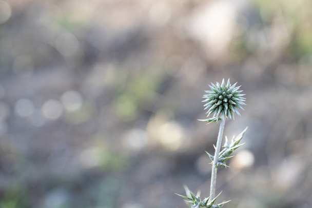 Close-up photo of the Echinops bannaticus prickly plant. Blurred background - Photo, Image