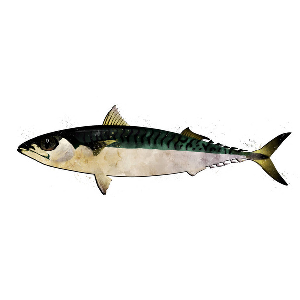 Mackerel, watercolor isolated illustration of a fish. - 写真・画像