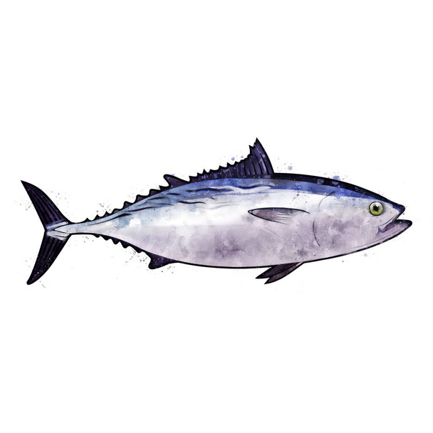 Tuna, watercolor isolated illustration of a fish. - Photo, Image